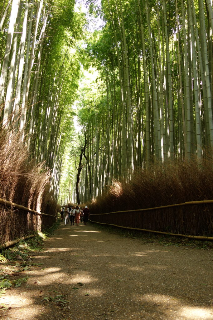 Bamboo grove at Arashiyama