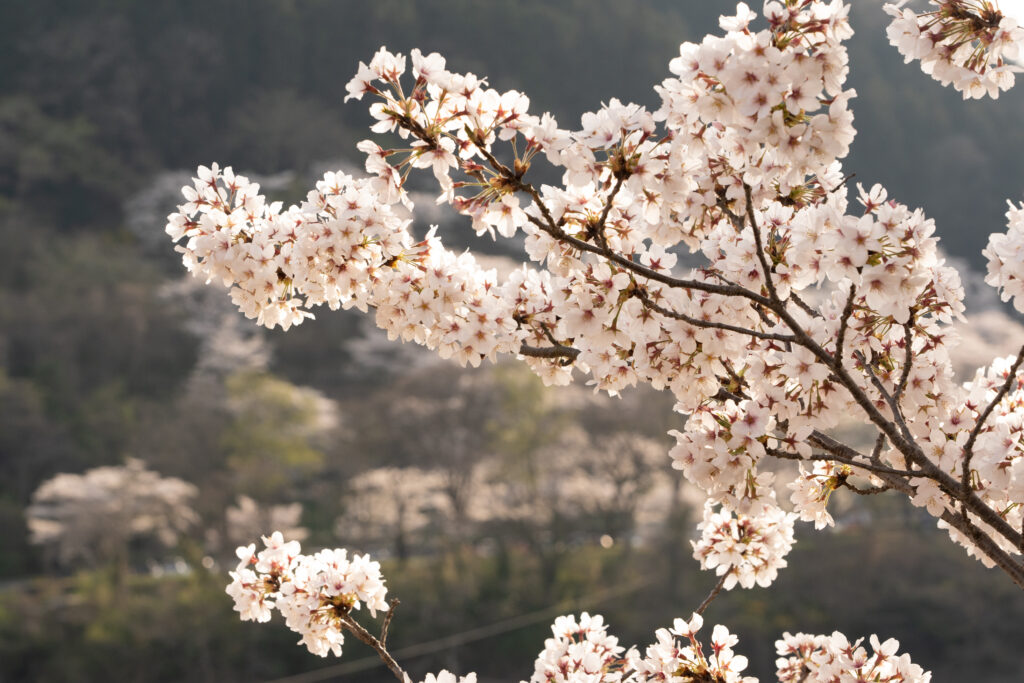 Cherry blossom at Tsukui Lake Shiroyama Park