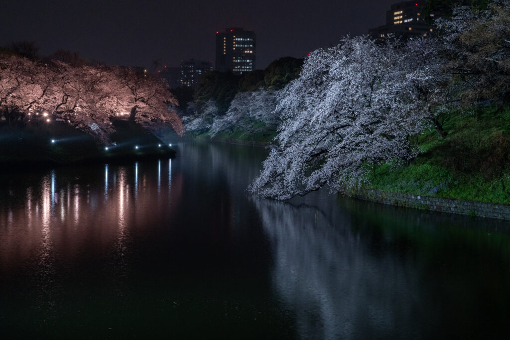 Chidorigafuchi Moat Illumination