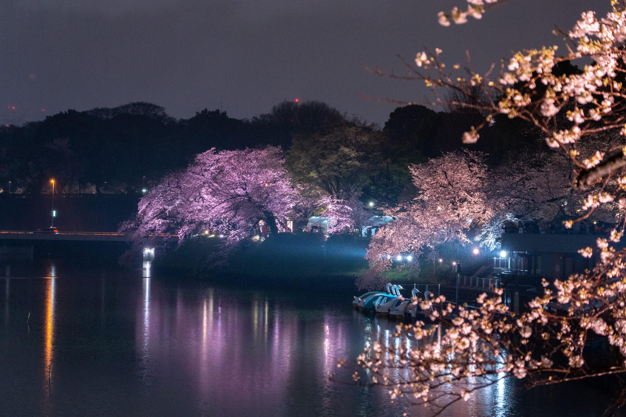 Chidorigafuchi Moat | Traveling Japan