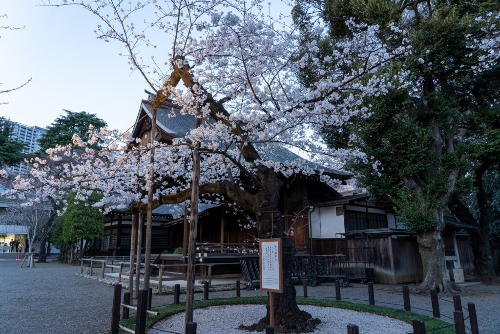 Sample cherry tree at Yasukuni Shrine