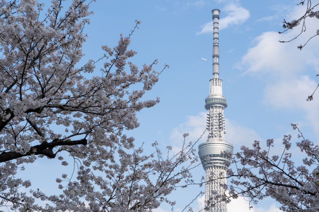 Tokyo Skytree and cherry blossom seen at Sumida River