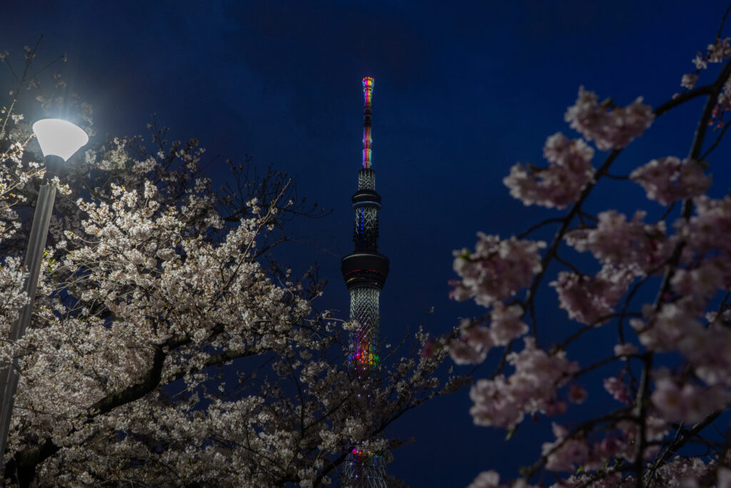 Tokyo Skytree and cherry blossom illuminated at Sumida River