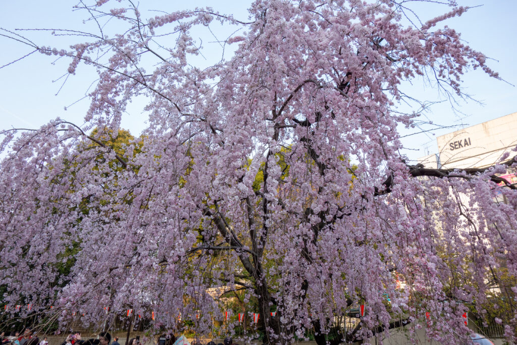 Weeping Cherry Blossom at Ueno Park