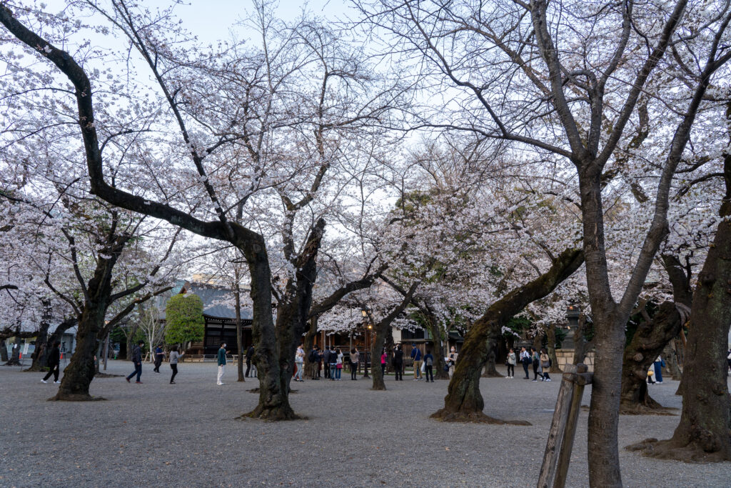 Cherry tree at Yaukuni Shrine