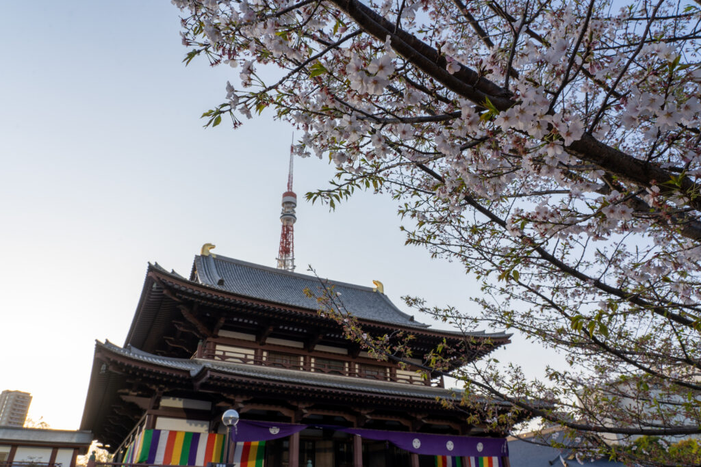 Cherry blossom and Main Hall of Zojoji Temple