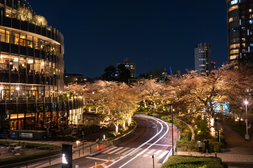 Cherry Blossom illuminated at Tokyo Midtown