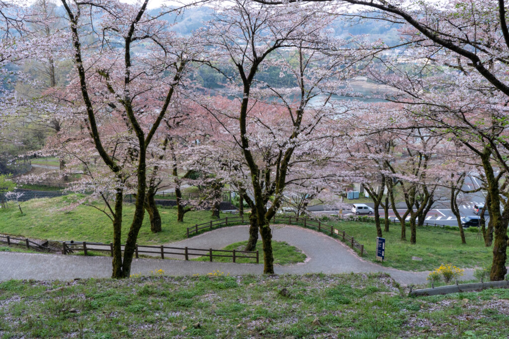Tsukui Lake Shiroyama Park cherry blossom trail