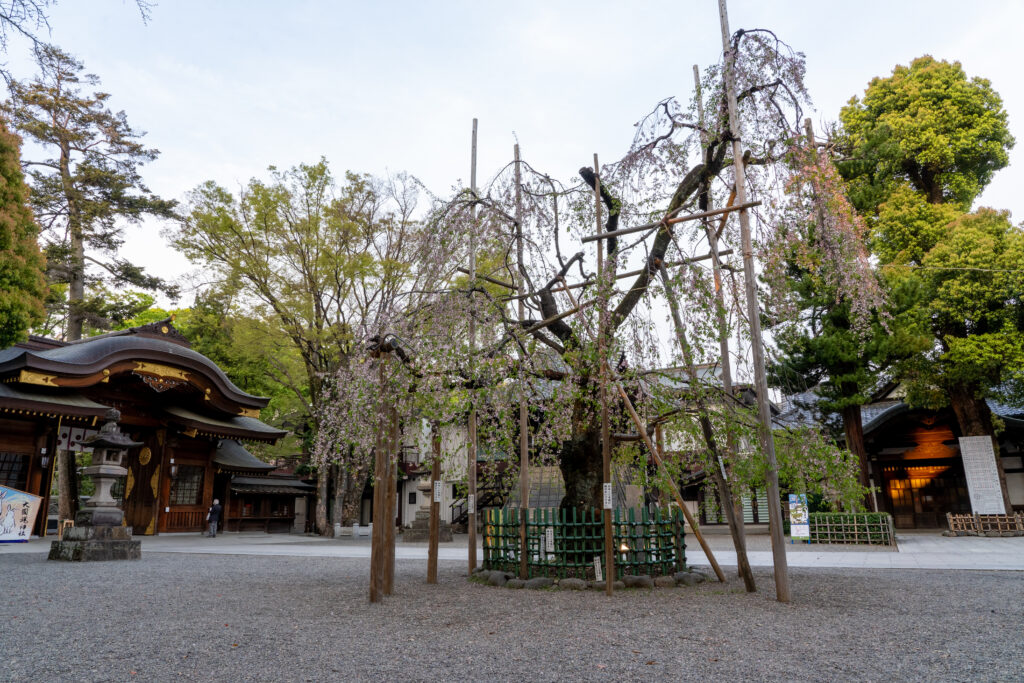 Weeping cherry blossom at Okunitama Shrine