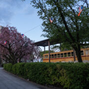 Cherry Blossom and Toden Arakawa Line Tram at Asukayama Park