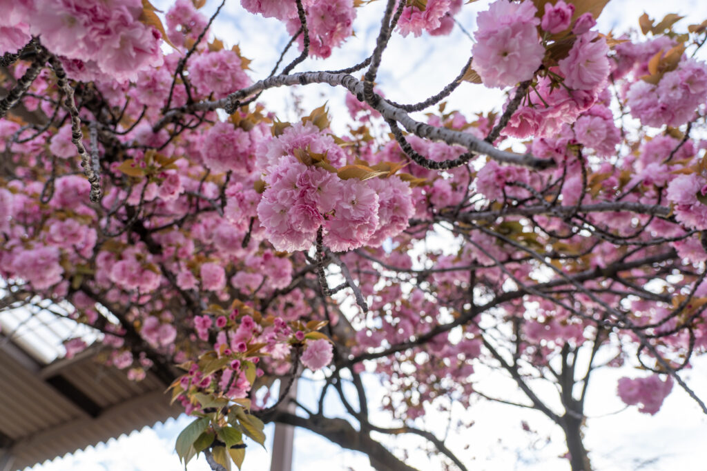 Cherry Blossom at Asukayama Park