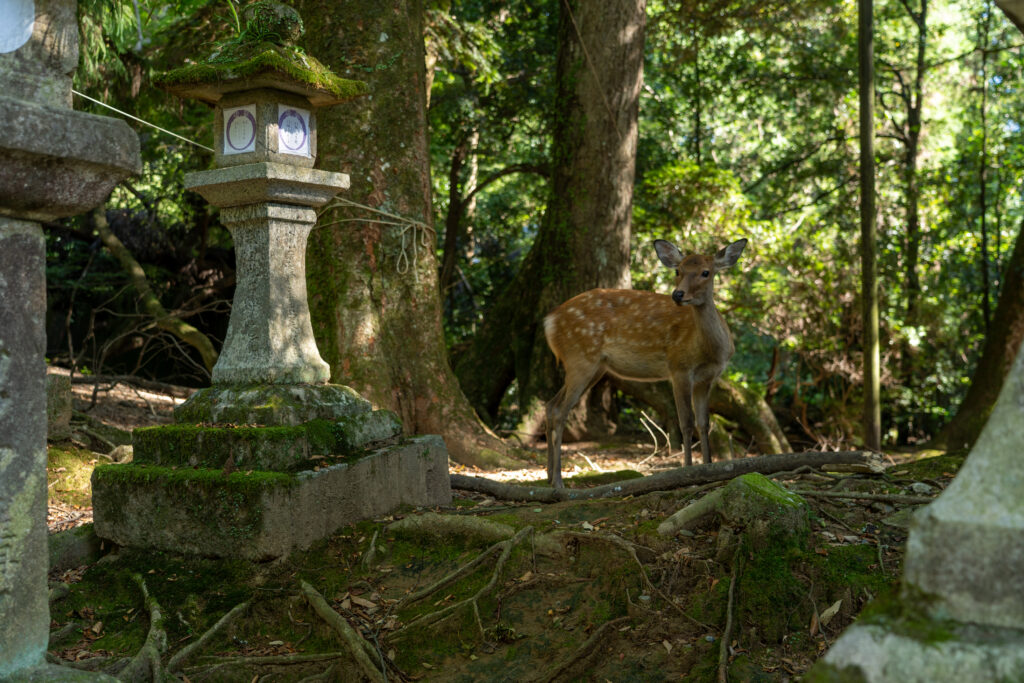Deer seen at Kasuga Taisha Shrine