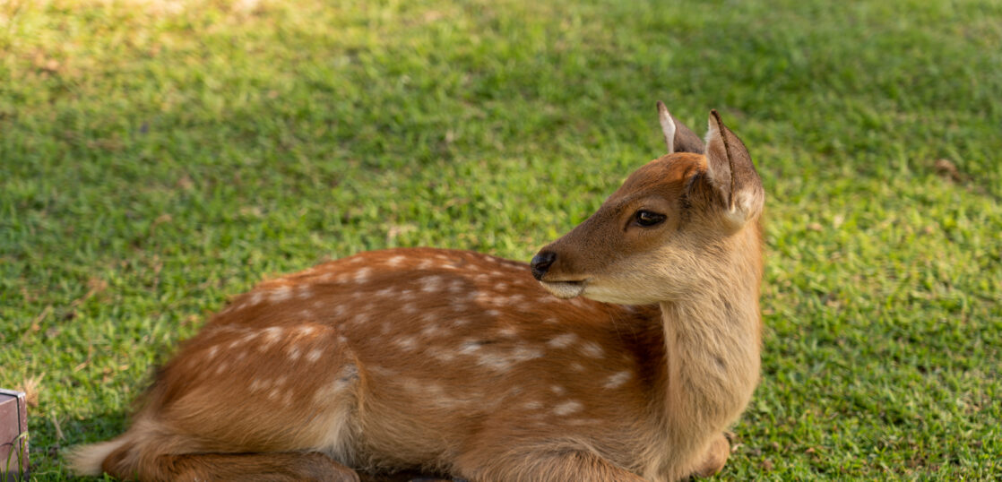 Fawn seen at Nara Park