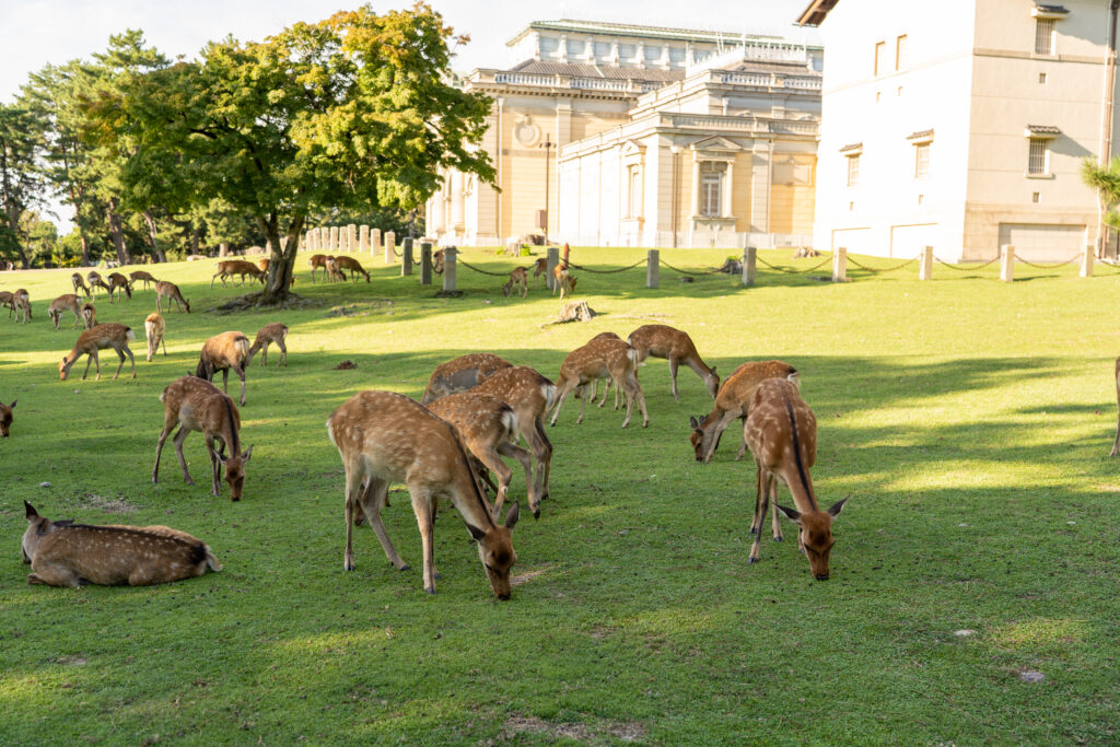 Many deer seen at Nara Park